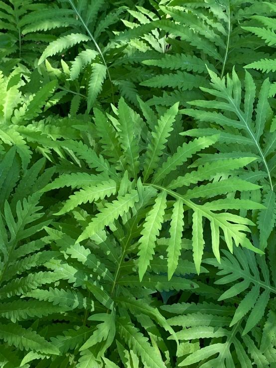 some very pretty green plants near each other