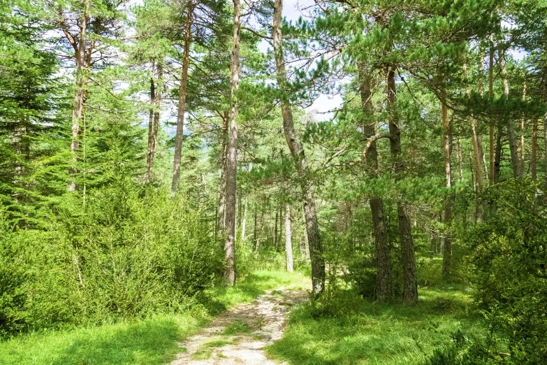 an image of the forest trail going through it