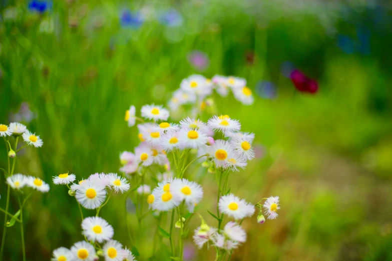 several daisies in the middle of a meadow