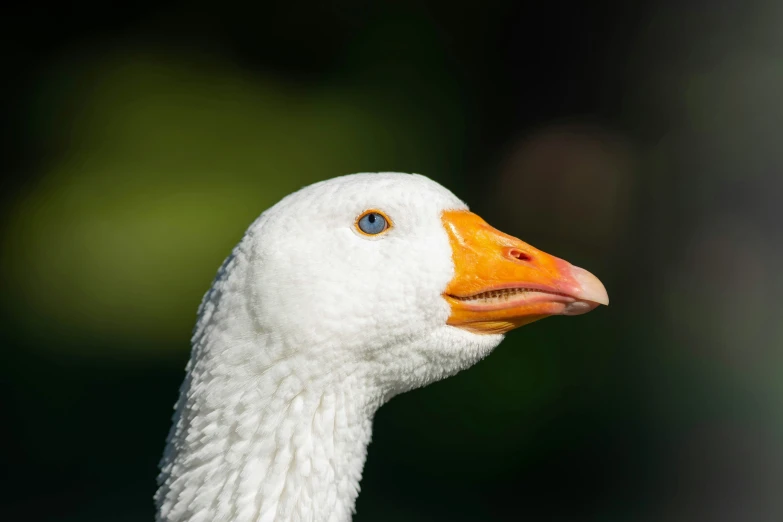 a close up image of a white duck with bright orange beak