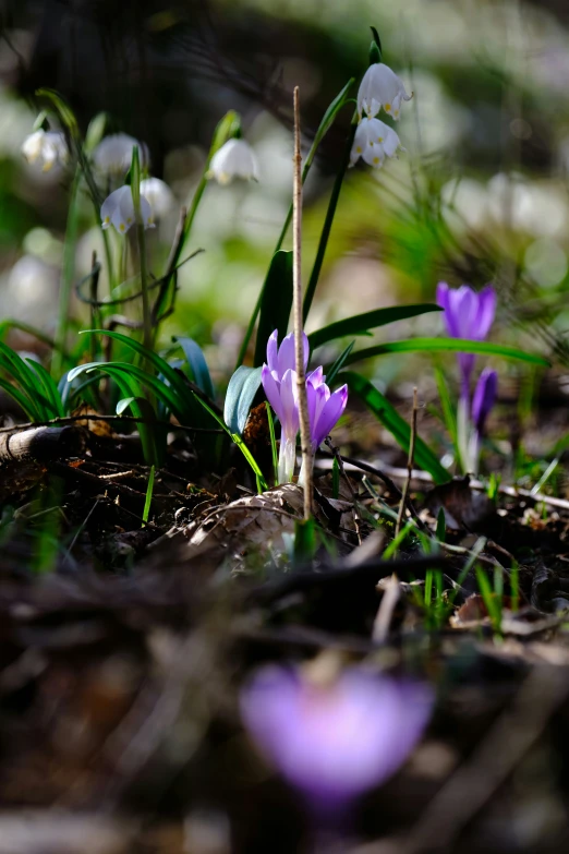 a group of white and purple flowers are on the ground