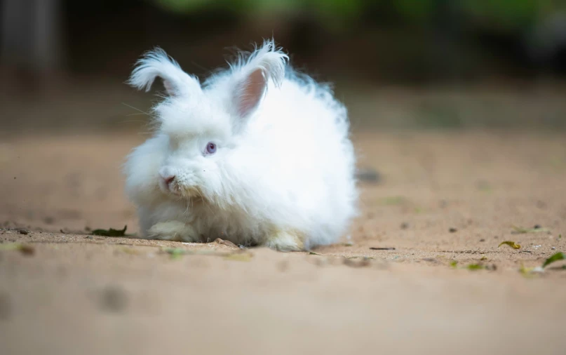 a rabbit is standing up while on the ground