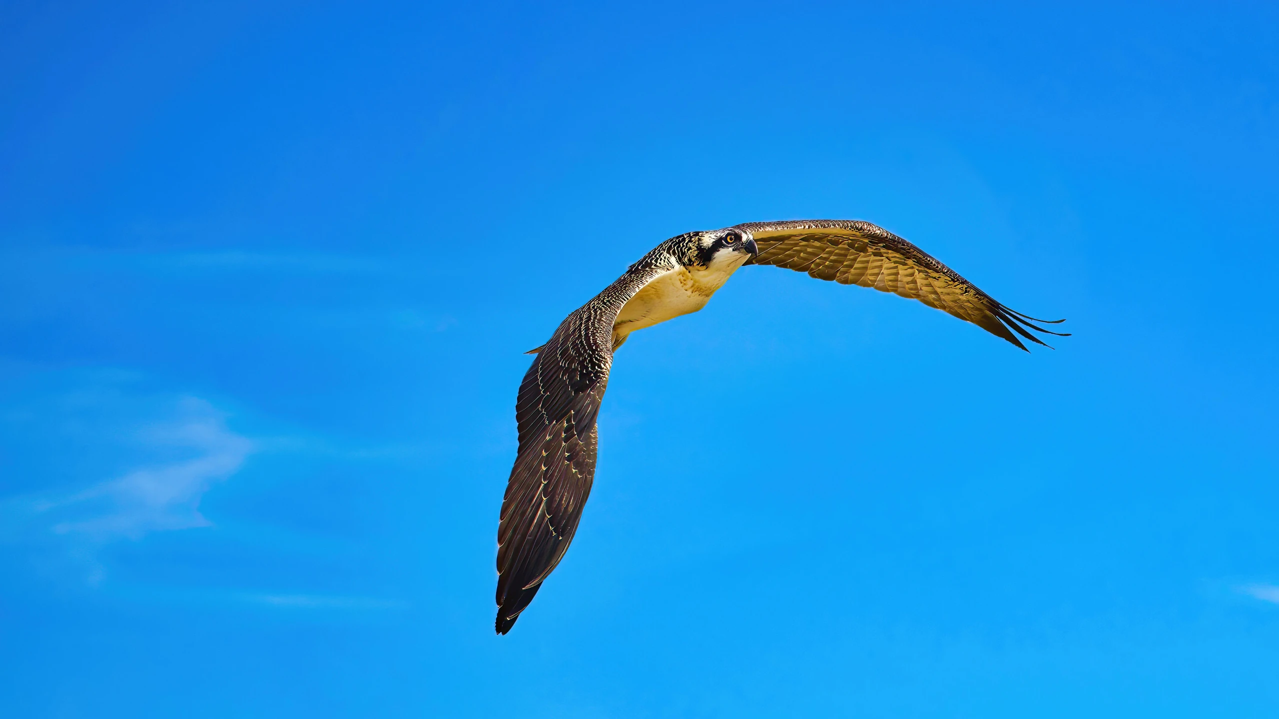 a bird is flying in a blue sky