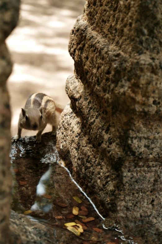 a striped bird sitting on top of rocks next to water