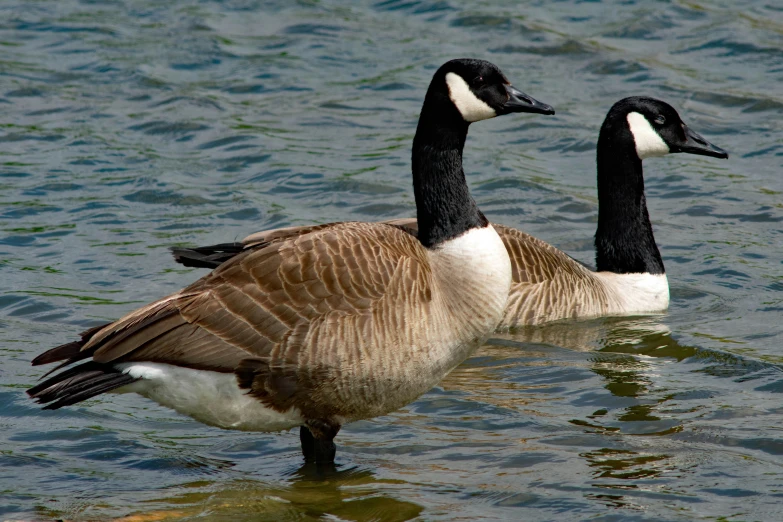 two ducks standing in the middle of water