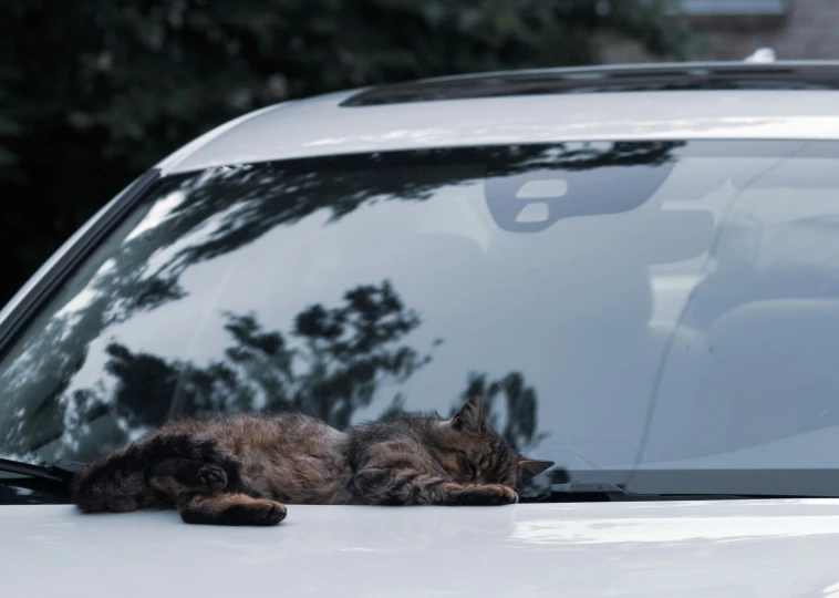 a fluffy cat is sleeping on the hood of a white car