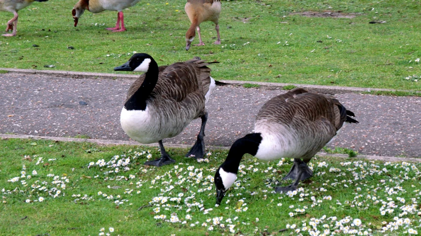 two geese walking in the grass near a sidewalk