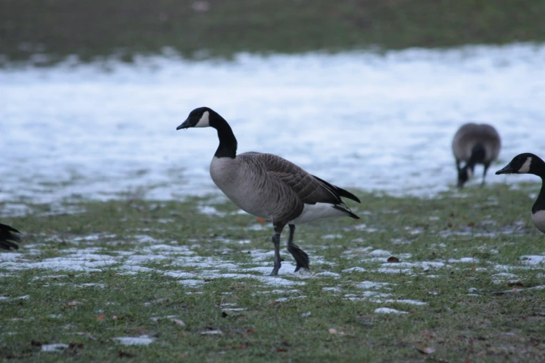 three birds are in a green field and the grass is frozen