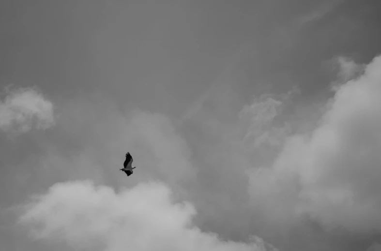 a large bird flying in the cloudy sky