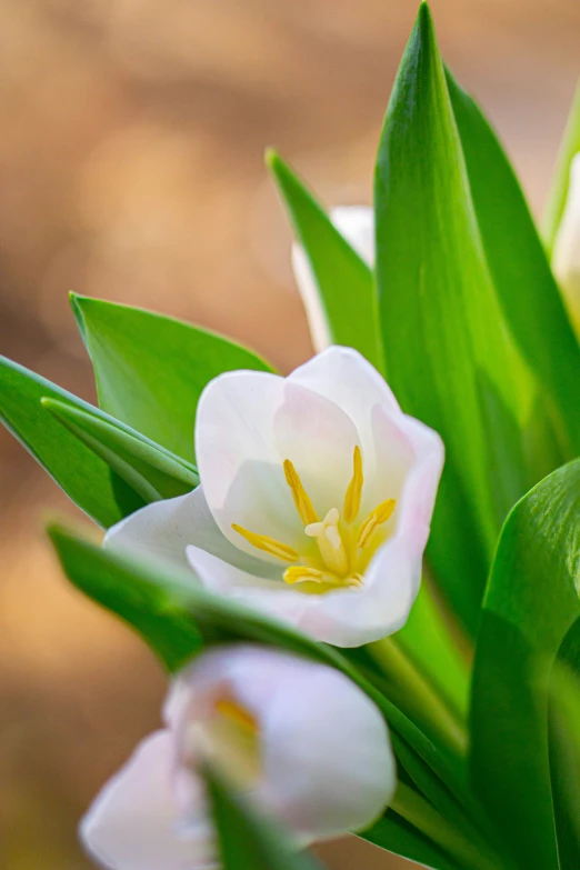 some white flowers are in some green leaves