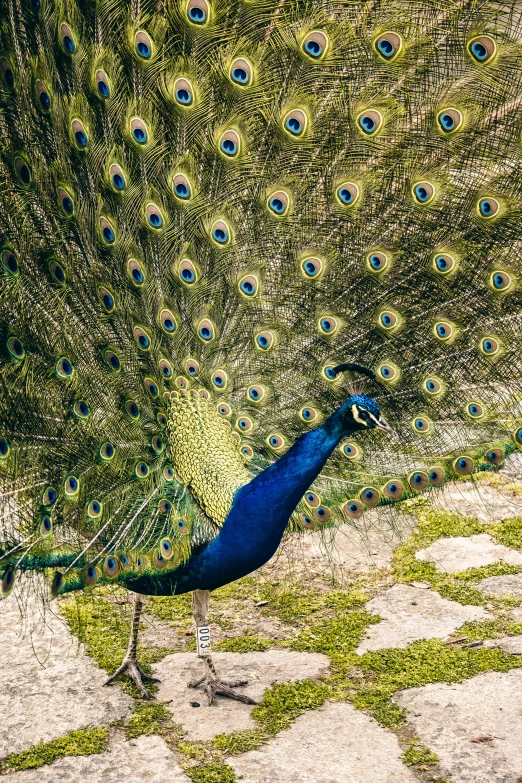 peacock displaying its feathers outside on the ground