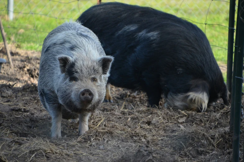 two black pig are standing together in the dirt