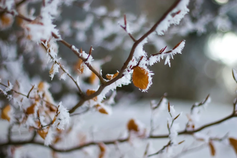 the nches of a flowering tree have ice crystals on them