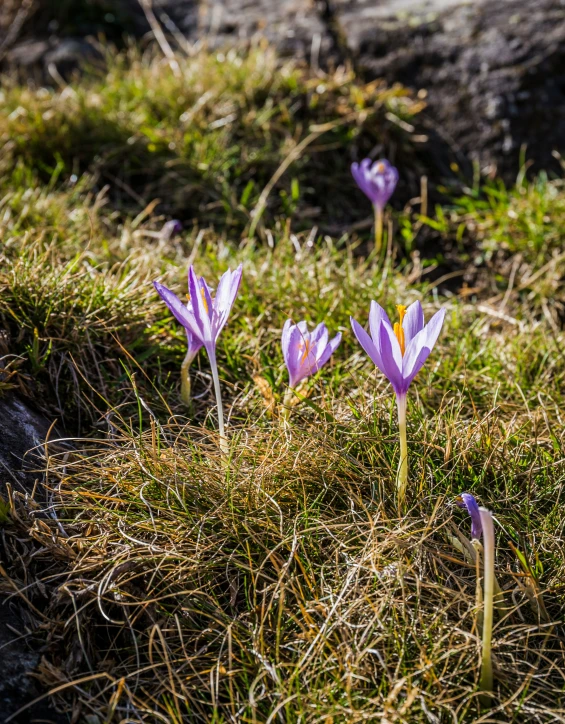 a group of three pink flowers sitting on top of green grass