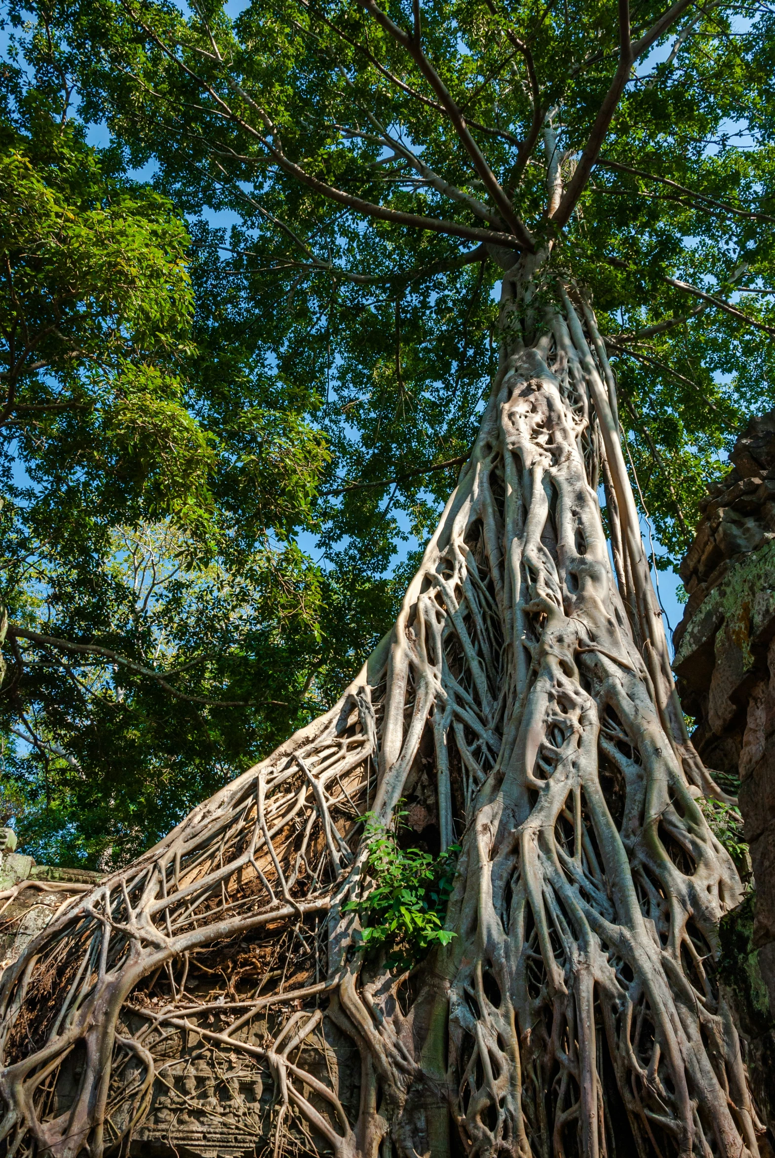 the trees are growing out of some rock and they look like giant vines