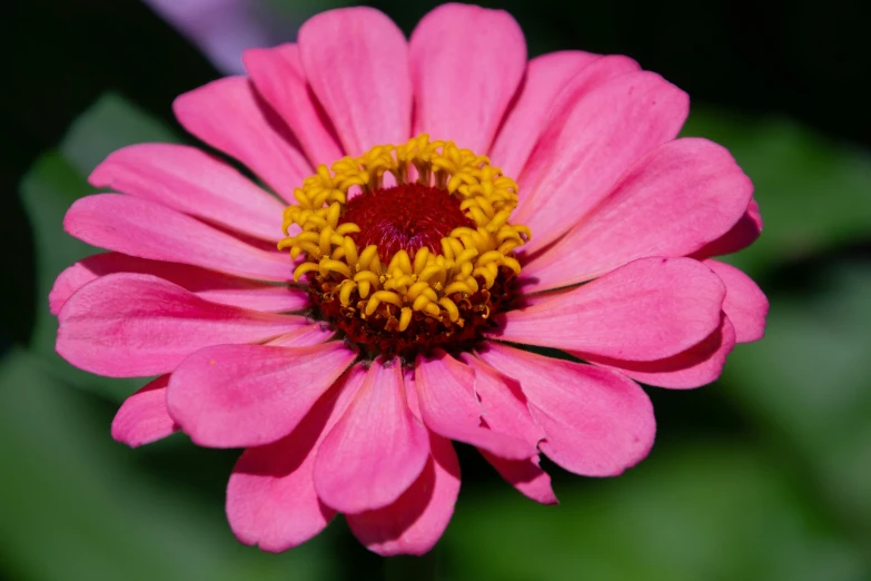 pink flower with a yellow center is sitting in the center of green leaves