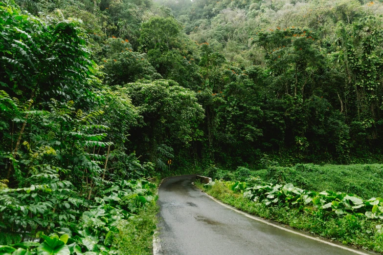 an empty road going through a dense green forest