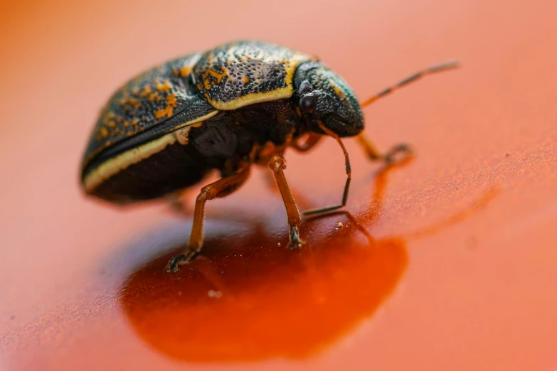 an insect that is standing on the floor