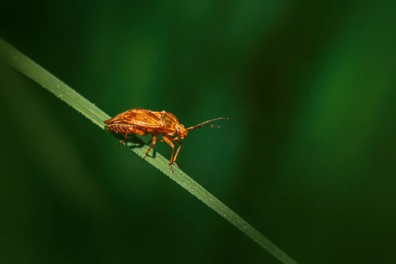 a bug that is sitting on some grass