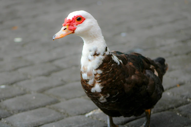 the duck is standing on the street alone