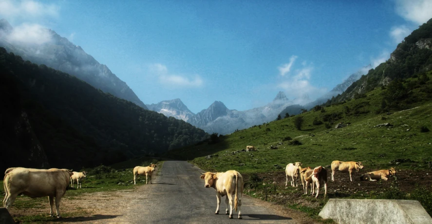 many cows are standing in the middle of the road