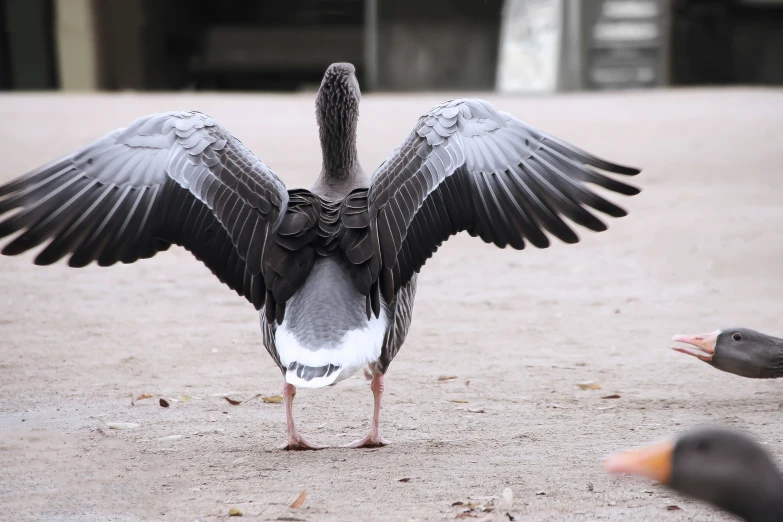 an ostrich has its wings spread wide and spreads it's wings as another bird looks on