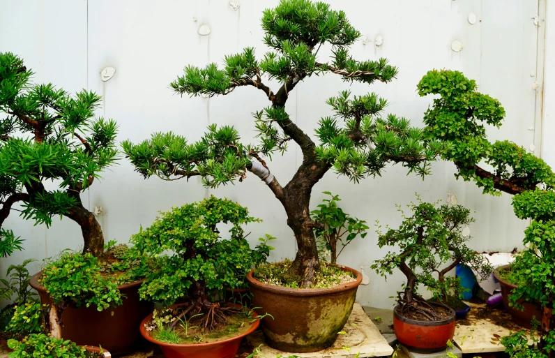 a group of bonsai trees with one tree sitting in the middle