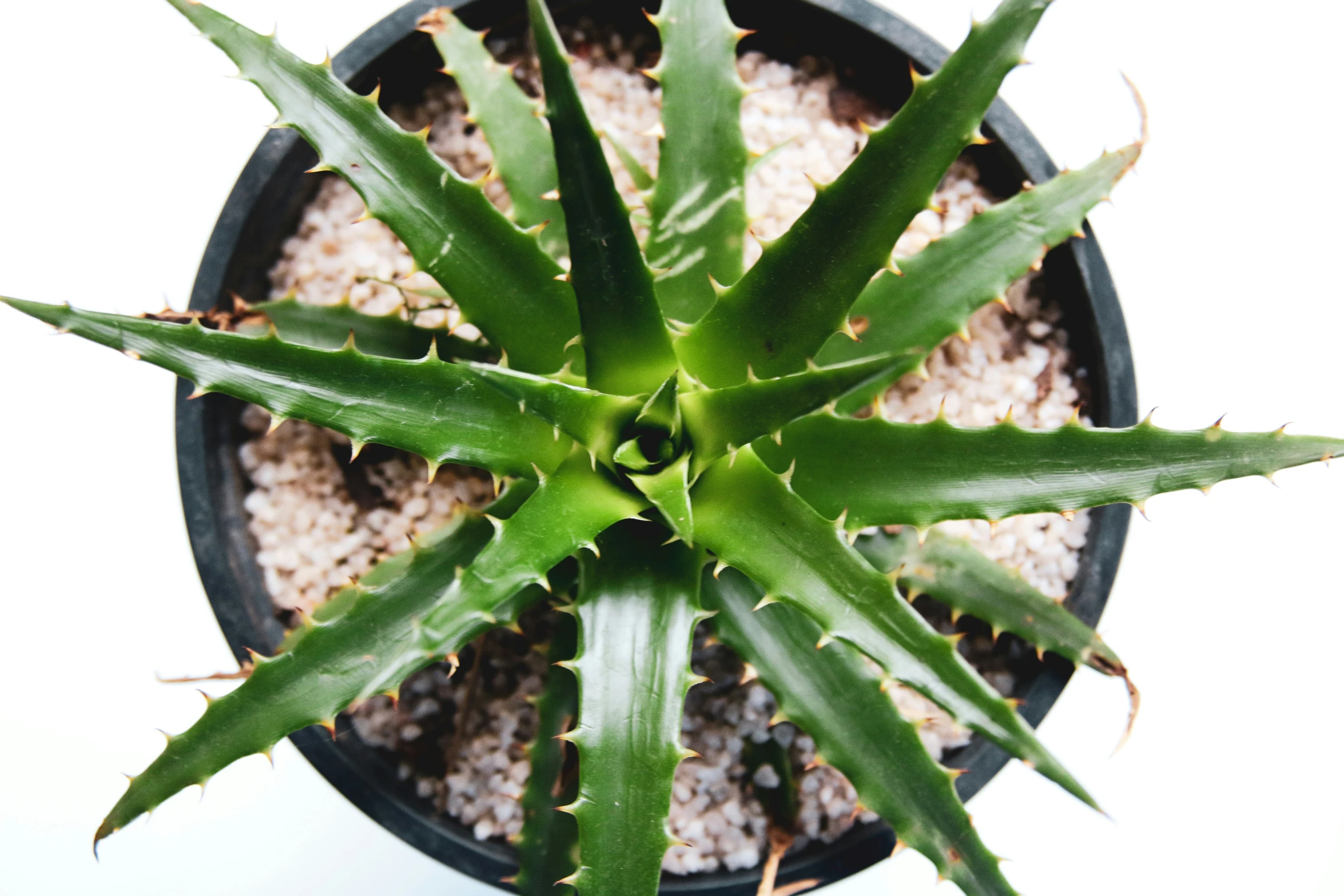 a small cactus with lots of dirt growing inside of it