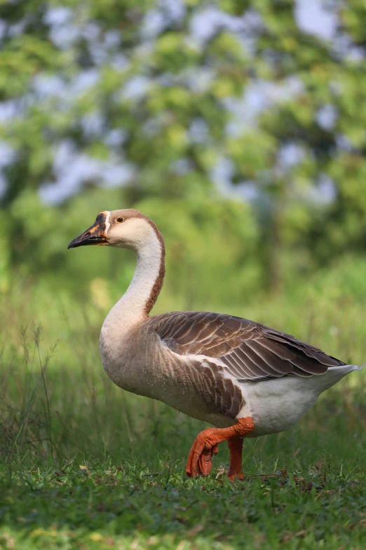 a goose standing in the grass outside