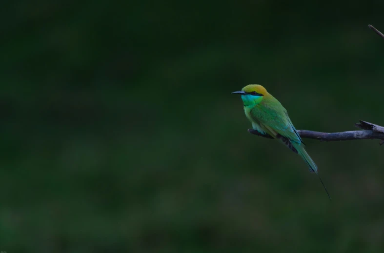 a green bird perched on a nch while a blurry background