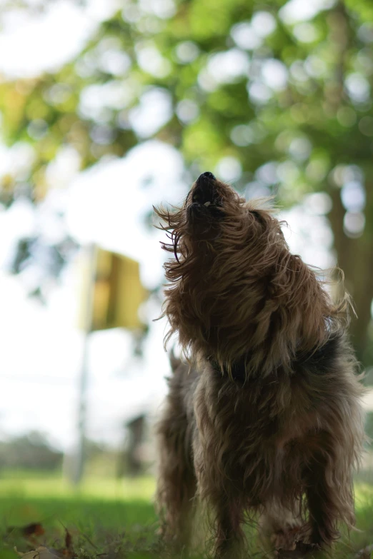 the small dog is standing in the field