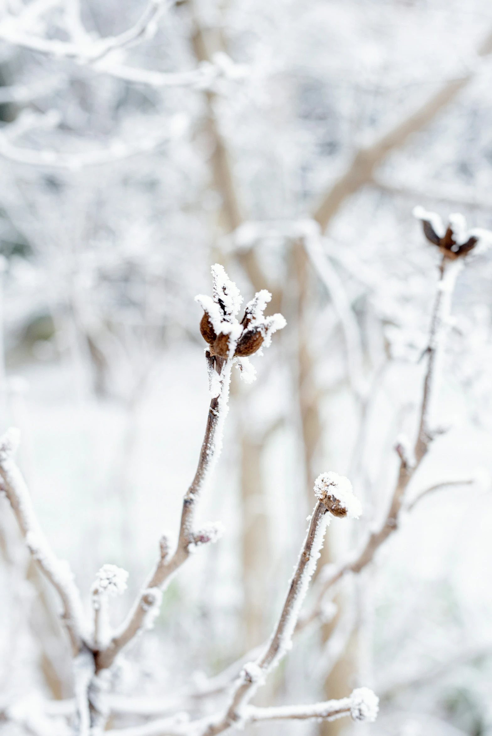 some white flowers that are covered in frost