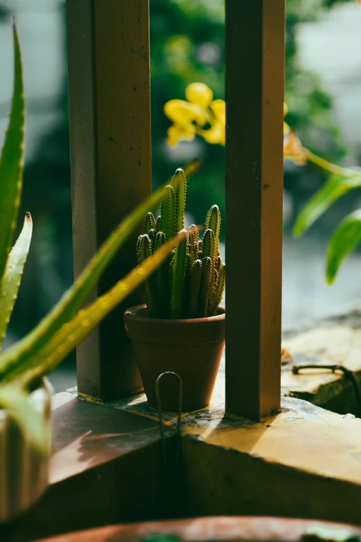 small potted plant with green leaves displayed in outdoor setting