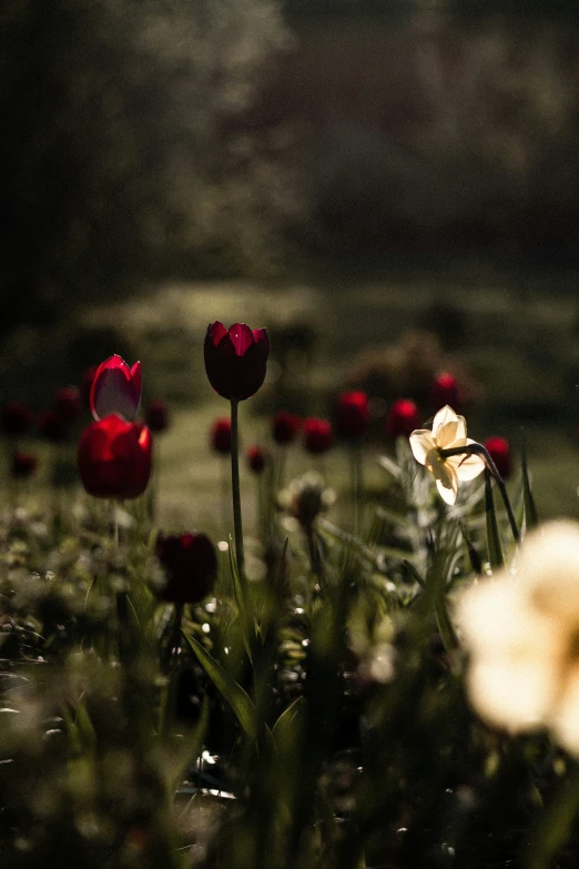 a flower garden has many small flowers on the ground