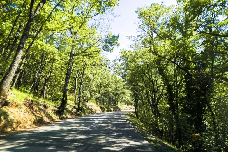 a car driving on a road next to a green forest