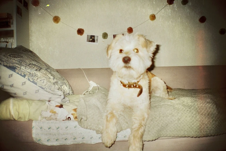 a small dog sitting on top of a bed