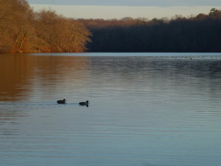 the ducks are enjoying the day on the lake