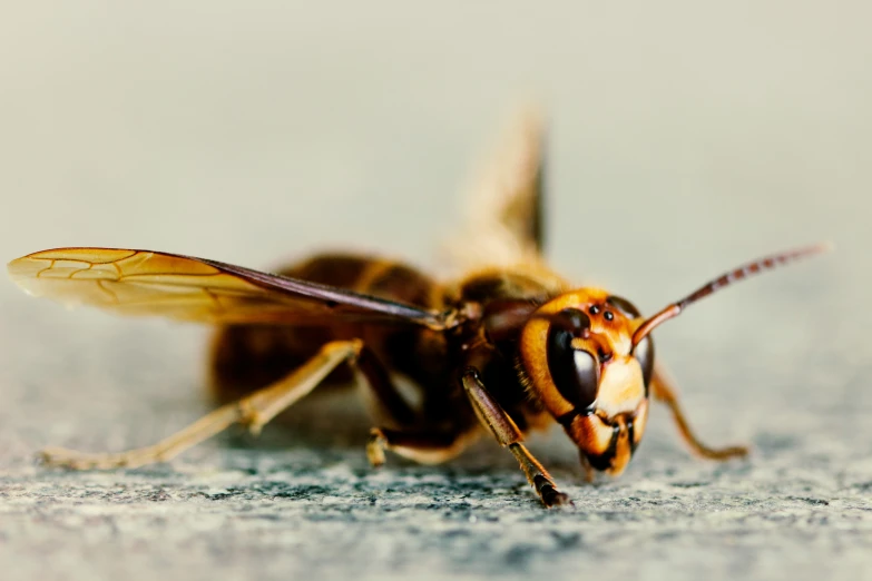 the face of a bee, one half of the body is open