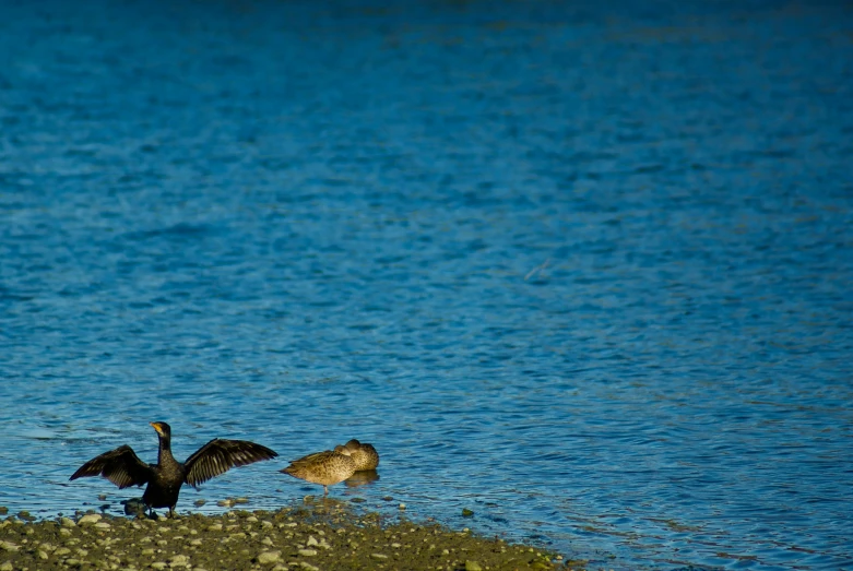 two birds standing next to each other near the water