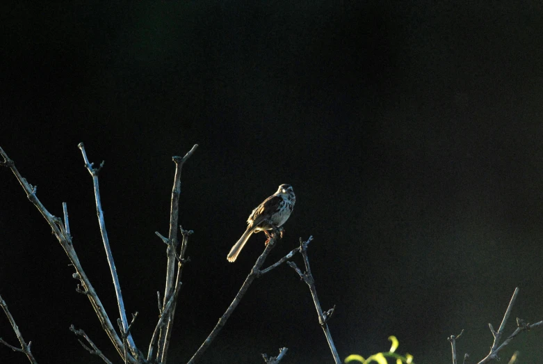 a small bird perched on a dead tree nch at night