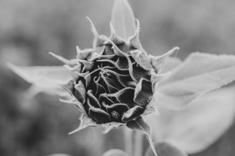 a black and white po of a sunflower