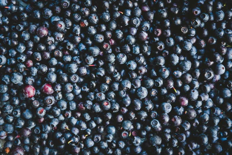 fresh blueberries ready to be picked for sale in the market