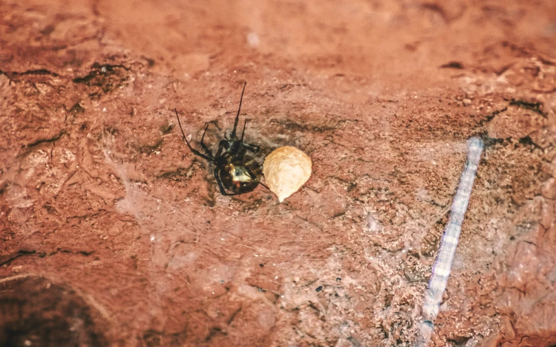 the brown beetle is sitting in the middle of the dirt