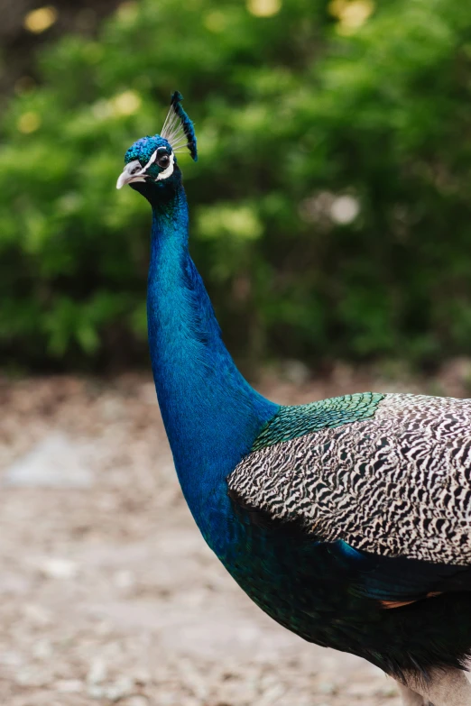 a blue bird is standing outside in the dirt