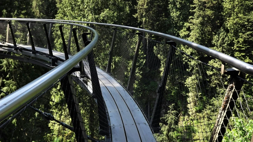 the walkway over a forest of tall trees leads into the canopy