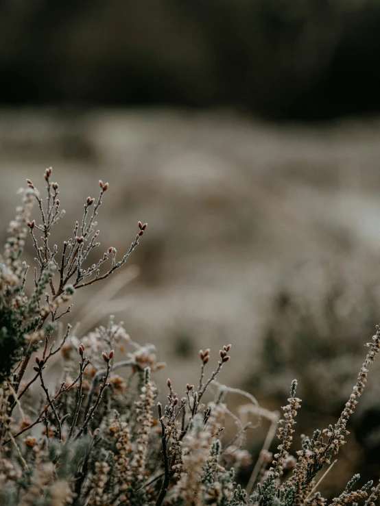 frost - covered plants are pictured on a blurry background