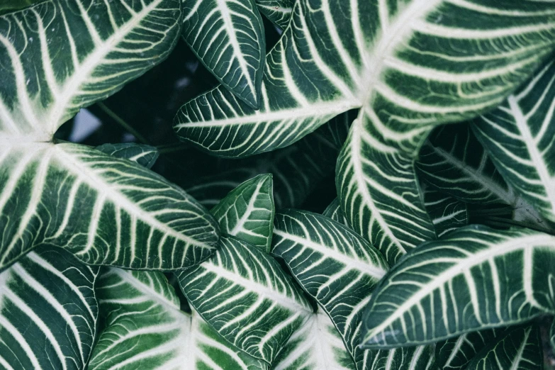 a green plant with white leaves in the shade