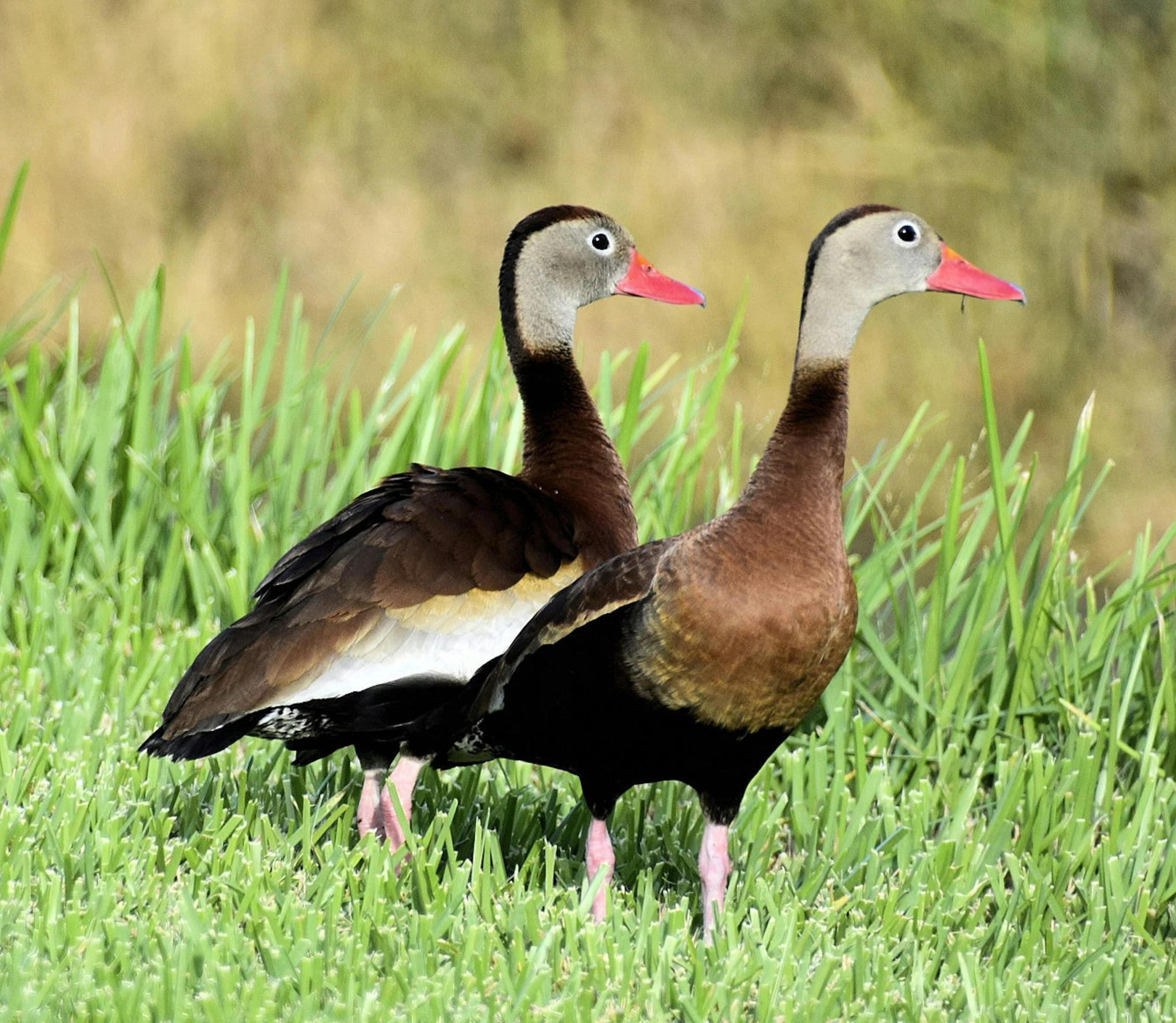 two ducks walk through tall green grass