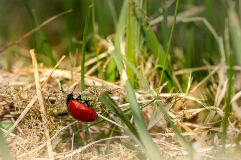 a bug crawling in some grass on top of a field