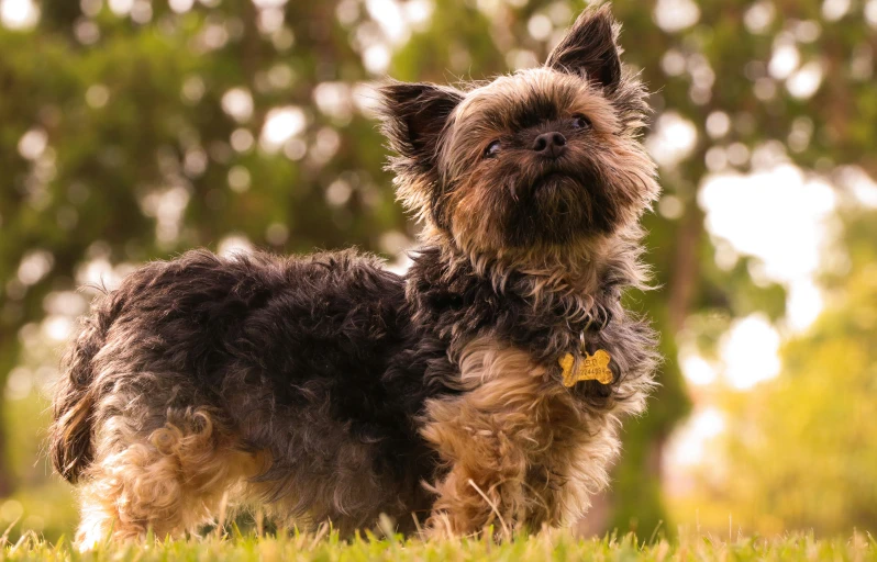 an adorable little dog standing in the grass